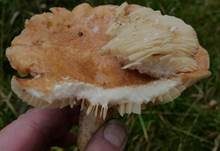 Grubiger Weißtannenmilchling, Foto 14
