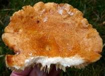Grubiger Weißtannenmilchling, Foto 18