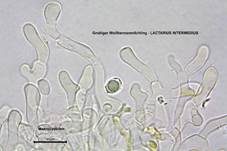 Grubiger Weißtannenmilchling, Foto 29