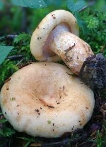 Grubiger Weißtannenmilchling, Foto 5
