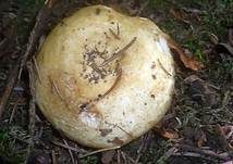 Grubiger Weißtannenmilchling, Foto 7
