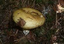 Grubiger Weißtannenmilchling, Foto 8