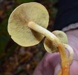Grünblättriger Schwefelkopf, Foto 13