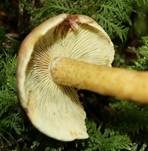 Grünblättriger Schwefelkopf, Foto 20