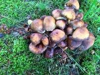Grünblättriger Schwefelkopf, Foto 21