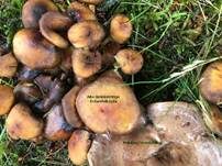 Grünblättriger Schwefelkopf, Foto 27