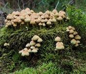Grünblättriger Schwefelkopf, Foto 31