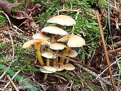Grünblättriger Schwefelkopf, Foto 5