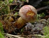 Grünblättriger Schwefelkopf, Foto 33