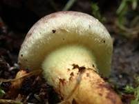 Grünblättriger Schwefelkopf, Foto 34