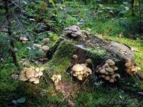 Grünblättriger Schwefelkopf, Foto 35