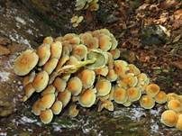 Grünblättriger Schwefelkopf, Foto 36