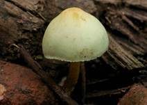 Grünblättriger Schwefelkopf, Foto 37