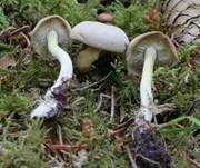 Grünblättriger Schwefelkopf, Foto 41