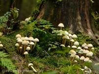Grünblättriger Schwefelkopf, Foto 44