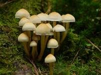 Grünblättriger Schwefelkopf, Foto 45