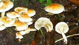 Grünblättriger Schwefelkopf, Foto 47