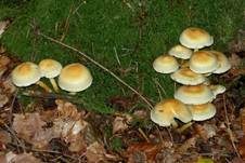 Grünblättriger Schwefelkopf, Foto 48