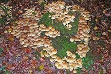 Grünblättriger Schwefelkopf, Foto 49