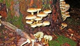 Grünblättriger Schwefelkopf, Foto 50