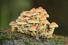 Grünblättriger Schwefelkopf, Foto 7