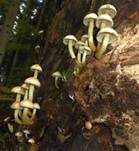 Grünblättriger Schwefelkopf, Foto 54