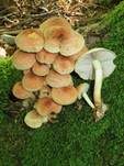 Grünblättriger Schwefelkopf, Foto 55