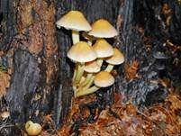Grünblättriger Schwefelkopf, Foto 61
