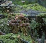 Grünblättriger Schwefelkopf, Foto 64
