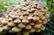 Grünblättriger Schwefelkopf, Foto 69