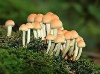 Grünblättriger Schwefelkopf, Foto 9