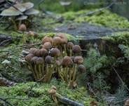 Grünblättriger Schwefelkopf, Foto 72