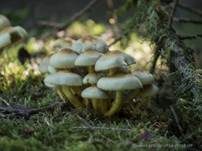 Grünblättriger Schwefelkopf, Foto 73
