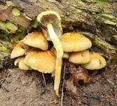 Grünblättriger Schwefelkopf, Foto 78