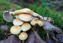 Grünblättriger Schwefelkopf, Foto 79