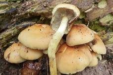 Grünblättriger Schwefelkopf, Foto 85