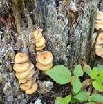 Grünblättriger Schwefelkopf, Foto 88