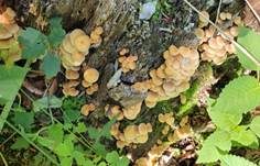 Grünblättriger Schwefelkopf, Foto 89