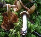Grünbrauner Raukopf, Foto 7
