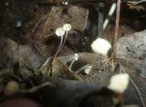Aderblättriger Schwindling, Foto 17