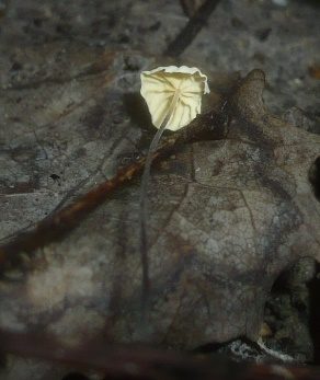 Aderblättriger Schwindling, Foto 4