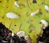 Aderblättriger Schwindling, Foto 11