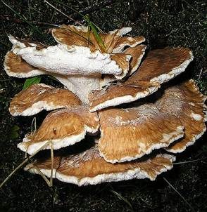 Bergporling, Foto 2