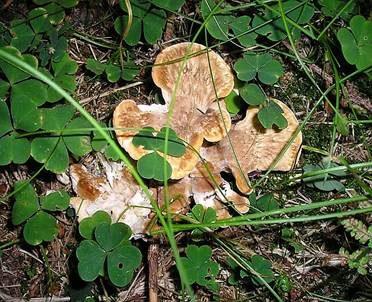 Bergporling, Foto 3