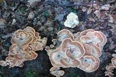 Bergporling, Foto 14