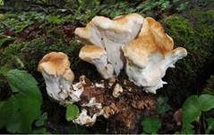 Bergporling, Foto 16