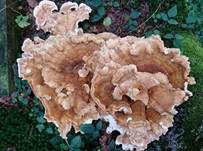 Bergporling, Foto 18
