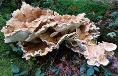 Bergporling, Foto 19