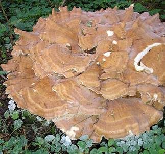 Bergporling, Foto 4