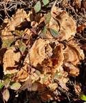 Bergporling, Foto 24